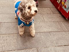 -循礼门鲜花花市(武汉循礼门店)