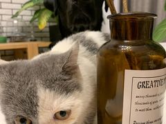 -美联众合宠物医院·爱萌分院·内外科·猫科中心