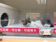 -lincat·猫舍(广州店)