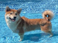 -汪说喵讲宠物乐园宠物酒店(红星美凯龙店)