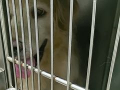 -佳雯宠物医院·皮肤科·内外科(春晓路分院)