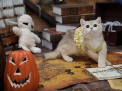 -猫十亿·布偶金渐层·曼基康矮脚猫舍(青年路店)