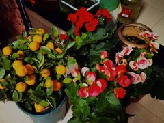 -花鸟鱼虫鲜花绿植市场(玉泉路店)