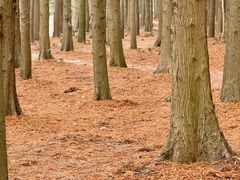 -上海海湾国家森林公园