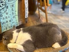 -半岛宠物医院24小时(白果林店)