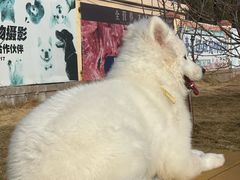 -趣玩宠物乐园寄养训犬训狗游泳池