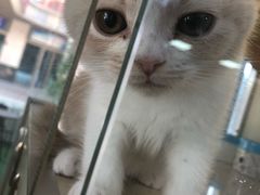 -秀猫阁·猫咪花园(万达店)