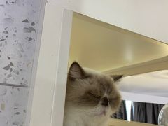 -喵园·猫主题咖啡厅·撸猫·猫咖(国贸店)