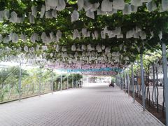 -白鹿原葡萄主题公园