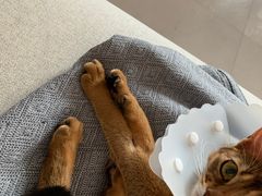 -纳吉亚猫专科动物诊疗中心(蒋宅口分院)