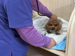 -北京观赏动物医院·24小时大型综合·猫专科·异宠专科