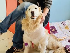 -瑞派福兴宠物医院犬猫全科·骨科·中西医结合(河东店)