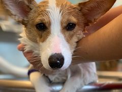 -PETKIT小佩宠物(古北店)