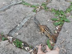 -五营红松林海景区