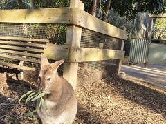 -费瑟代尔野生动物园
