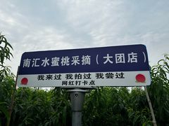 -南汇水蜜桃采摘(大团店)