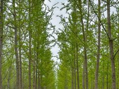 -汉长安城未央宫国家考古遗址公园