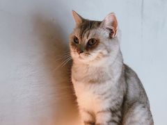 -猫儿山۰猫主题餐厅