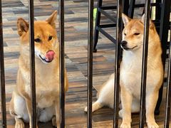 -柴源莊·柴小宠柴犬咖啡