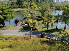 -王借岗森林公园