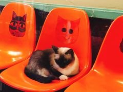 -猫咪博物馆(顶澳仔猫街店)