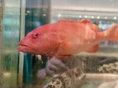 -龙宴海鲜城(经中路店)