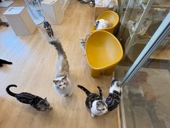 -有喵·猫咖·狗咖·30几只猫10只小狗(岗厦店)