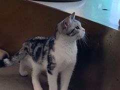 -飞行喵MR PILOT|猫舍·猫咖(静安大融城店)