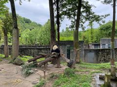 -都江堰中华大熊猫苑