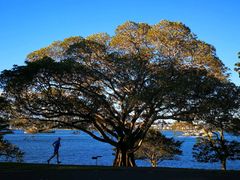 -麦考利夫人座椅