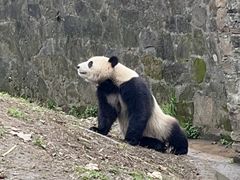 -都江堰中华大熊猫苑
