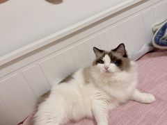 -北京观赏动物医院·24小时大型综合·猫专科·异宠专科
