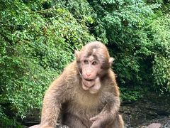 -西岭雪山大飞水景区