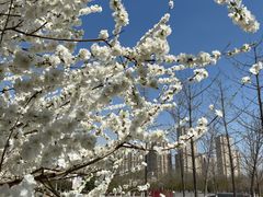 -永定河休闲森林公园