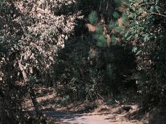 -青龙山国家森林公园