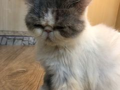 -momokira米努特·德文卷毛猫·棉花面纱犬