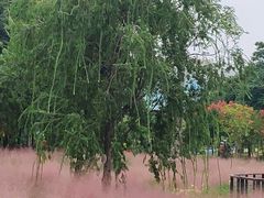 -映月湖公园