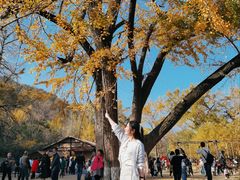 -千年银杏谷文化旅游区