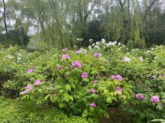 -洛阳市隋唐城遗址植物园