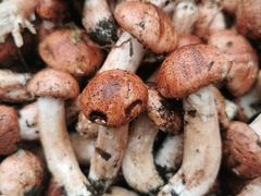 -东巴谷野生菌火锅餐厅