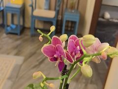 -鼎族怡华·指压·经络·疗愈SPA(紫荆店)