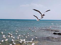 -青海湖国家重点风景名胜区