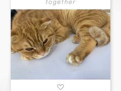 -喵的天空名猫咖啡馆·撸猫·猫舍·用品