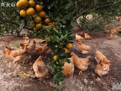 -天强农家菜馆