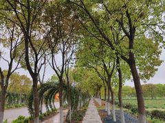 -海上花岛玫瑰园采摘