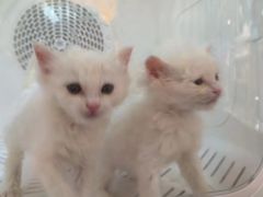 -平行世界·猫咖(首经贸店)