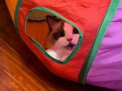 -猫大福·Fortune Cat猫舍(百子湾店)