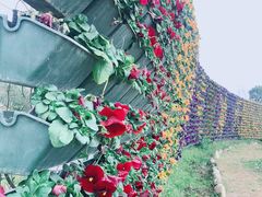 -紫颐香薰山谷景区