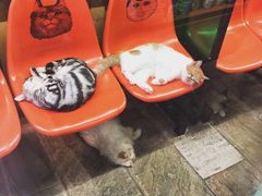-猫咪博物馆(顶澳仔猫街店)
