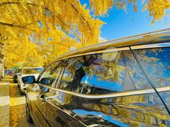 -三里屯东五街银杏大道